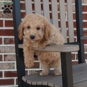 Gilbert, Mini Goldendoodle Puppy